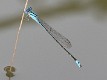 J19_2686 Pseudagrion microcephalum male